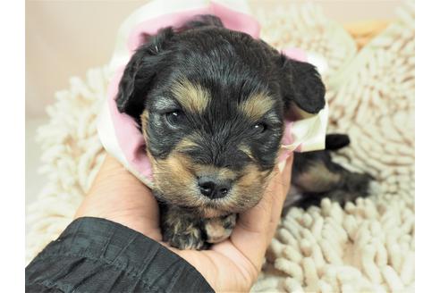 成約済の埼玉県のその他の犬種-112407